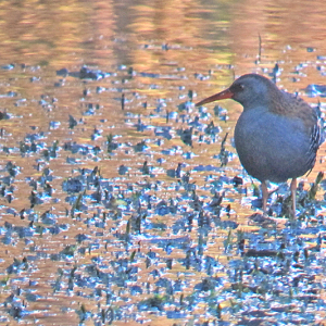 Water Rail