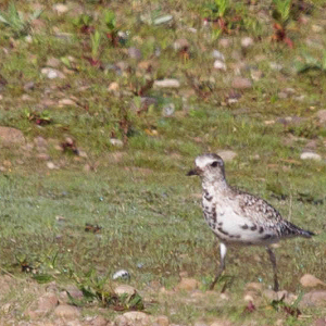 Grey Plover