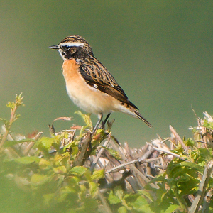 Whinchat-2-Kevin-Hawkridge