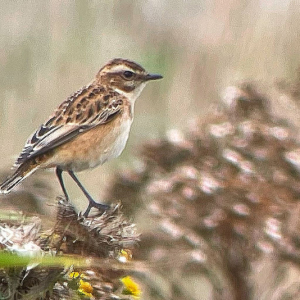Whinchat-MC