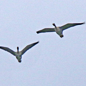 White-fronted-Goose-3