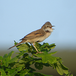 Whitethroat