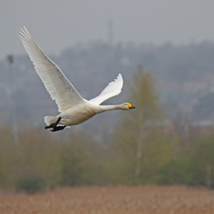 Whooper-Swan-2-JV