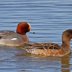 Wigeon-Mike-Wormall