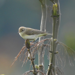 Willow-Warbler-Sam-Haworth