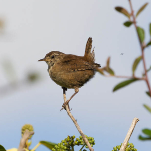 Wren