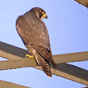 Peregrine