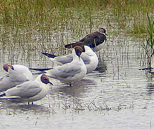 Black-headed Gull
