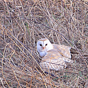 Barn Owl