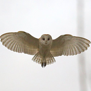 Barn Owl