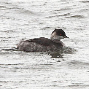 Black-necked Grebe
