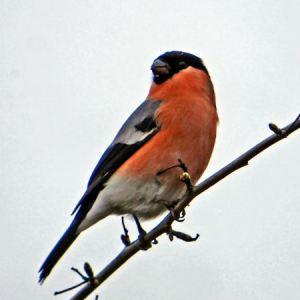 Bullfinch