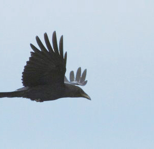 Carrion Crow