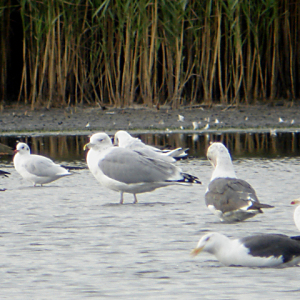 Caspian Gull