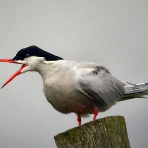 Common Tern