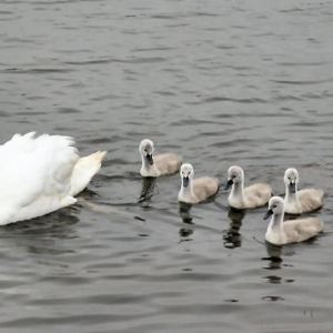 Mute Swans with cygnets