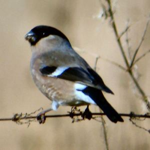 Bullfinch