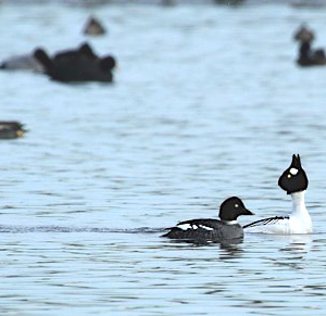 Goldeneye