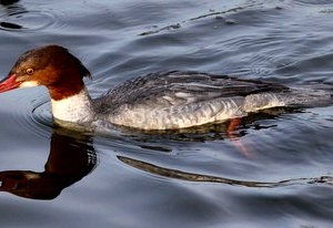 Goosander
