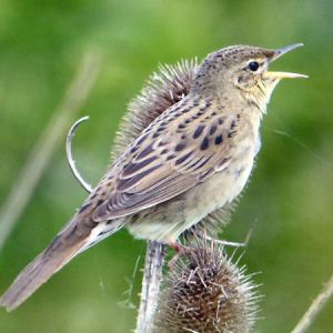 Grasshopper Warbler