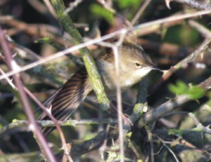 Grasshopper Warbler