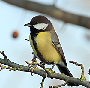 Great Tit
