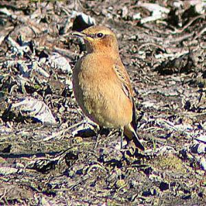Greenland Wheatear