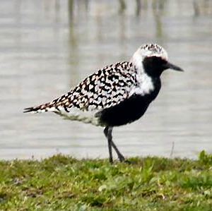 Grey Plover