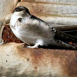 House Martin
