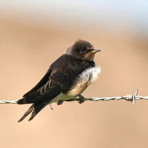 Swallow