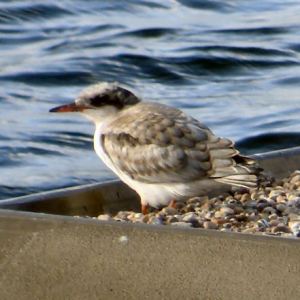 Common Tern
