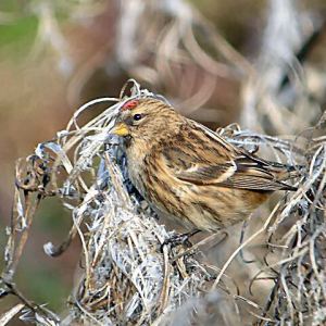 Lesser Redpoll