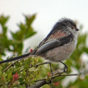 Long-tailed Tit