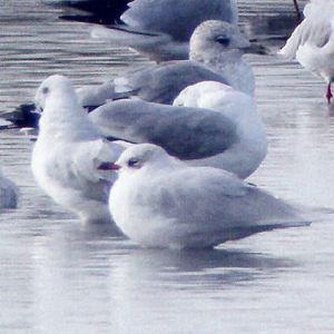 Mediterranean Gull