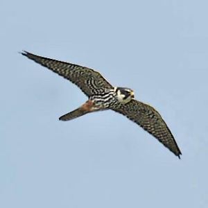 Hobby