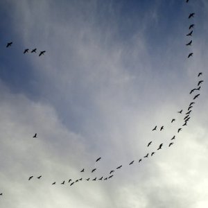 Pink-footed Geese flying over