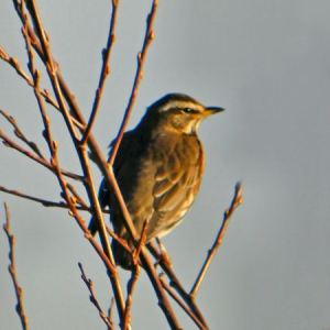 Redwing