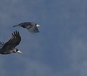 Rooks