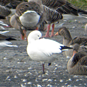 Ross s Goose