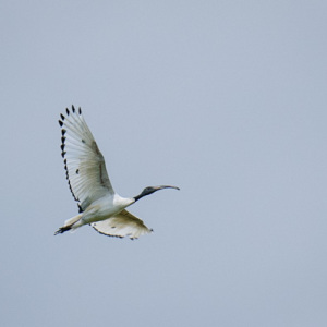 Sacred Ibis