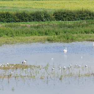 Sacred Ibis