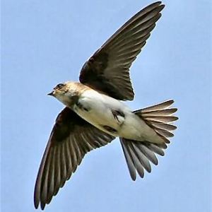 Sand Martin
