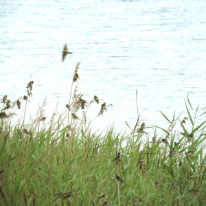 Sand Martins in Deep Pit
