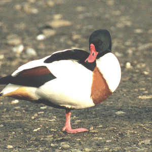 Shelduck