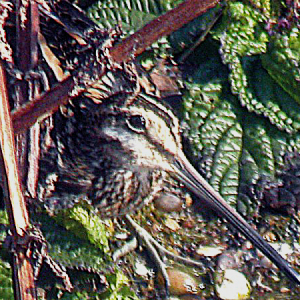 Snipe hiding in Deep Pit