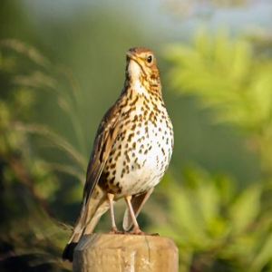 Song Thrush