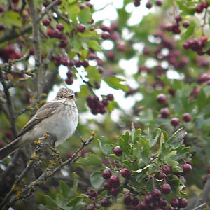Spotted Flycatcher