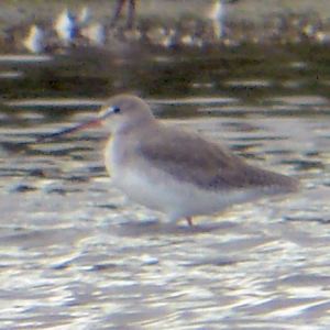 Spotted Redshank