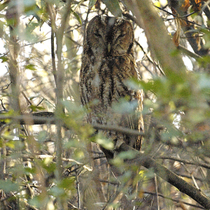Tawny Owl