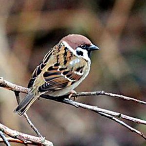 Tree Sparrow
